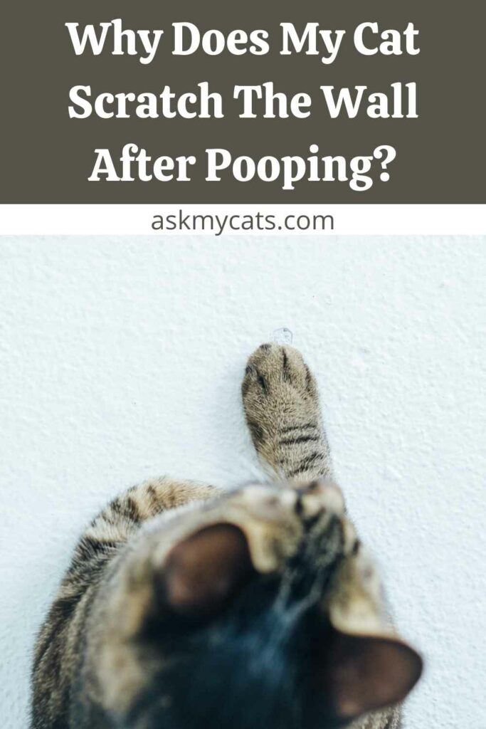 Why Does My Cat Scratch The Wall After Pooping?