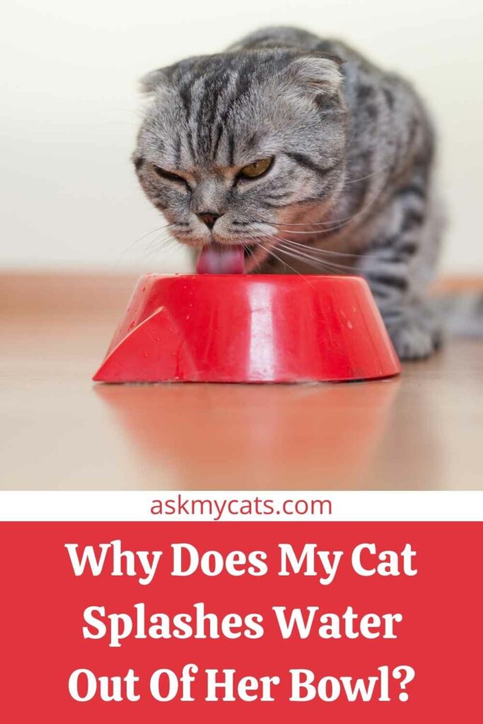 Why Does My Cat Splashes Water Out Of Her Bowl?