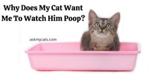 Why Does My Cat Want Me To Watch Him Poop?