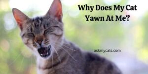 Why Does My Cat Yawn At Me? Do They Want To Tell Something?