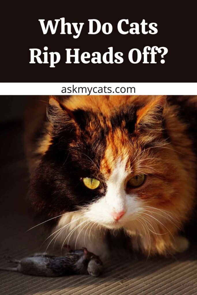 Why Do Cats Rip Heads Off?