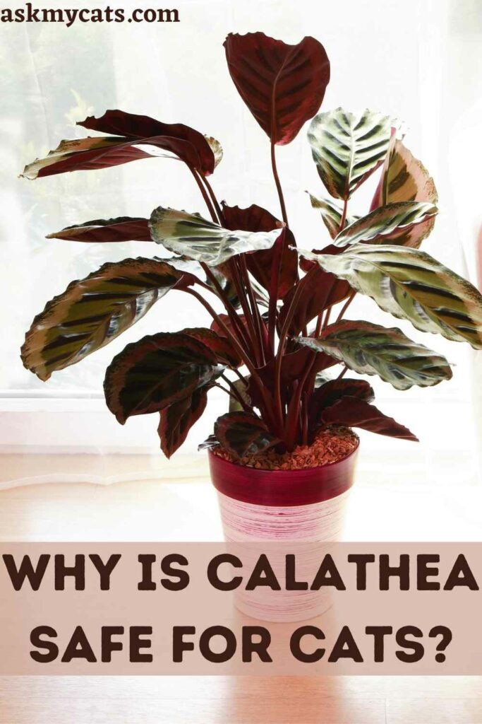 Why Is Calathea Safe For Cats?