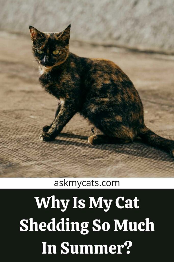 Why Is My Cat Shedding So Much In Summer?