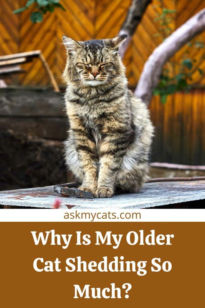 Why Is My Older Cat Shedding So Much?