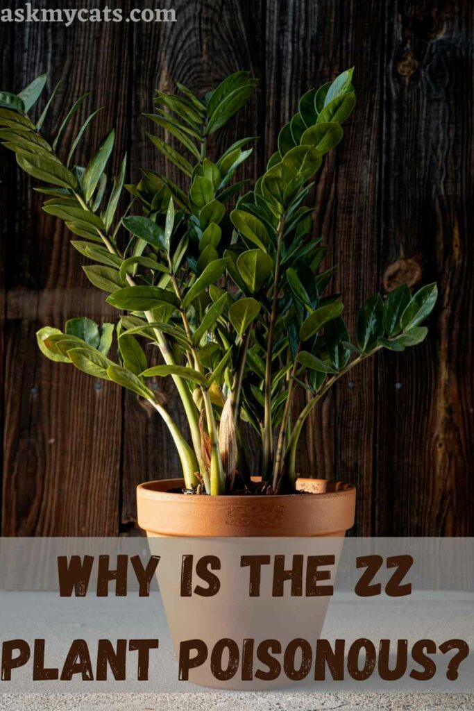 Why Is The ZZ Plant Poisonous?