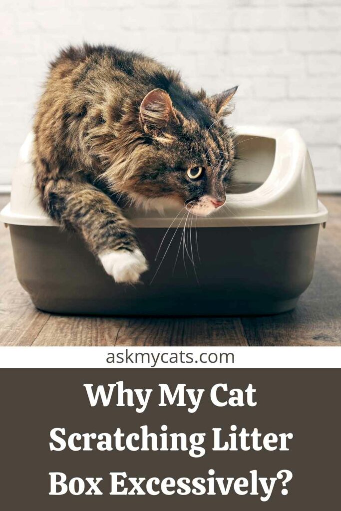 Why My Cat Scratching Litter Box Excessively?