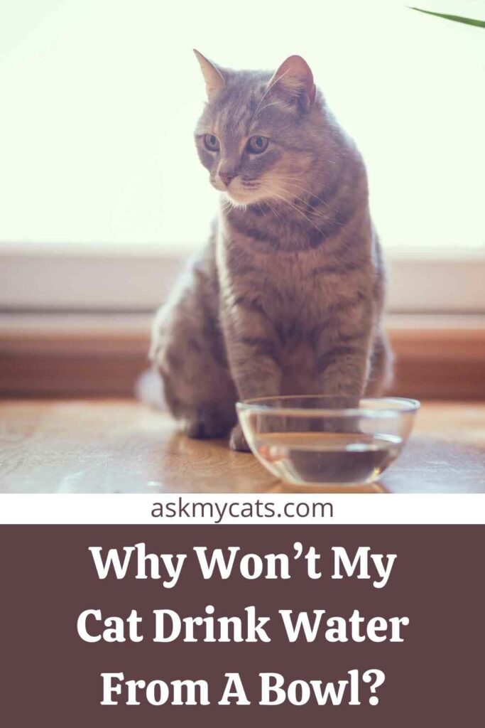 Why Won’t My Cat Drink Water From A Bowl?
