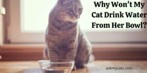 Why Won’t My Cat Drink Water From Her Bowl? Learn These Quick Hacks!