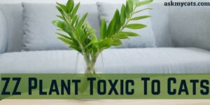 Is ZZ Plant Toxic To Cats? Can You Keep ZZ Plant Around Cats?