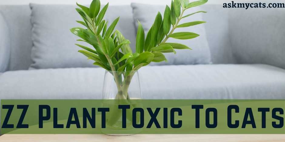 ZZ Plant Toxic To Cats