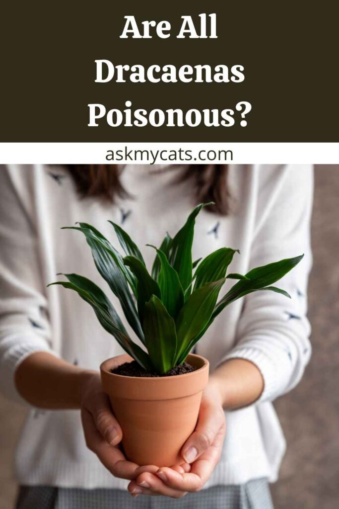 can dracaena kill cats