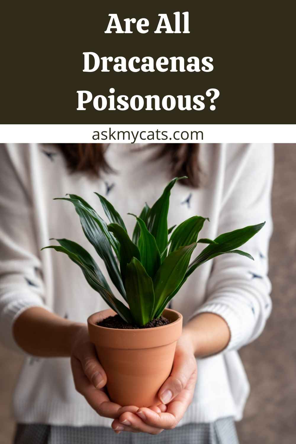 Is Dracaena Toxic To Cats? How To Keep Cats Away From Dracaena?