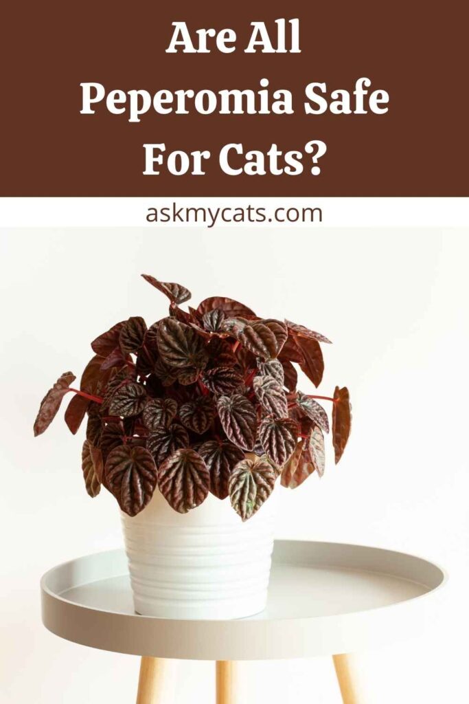 Are All Peperomia Safe For Cats?