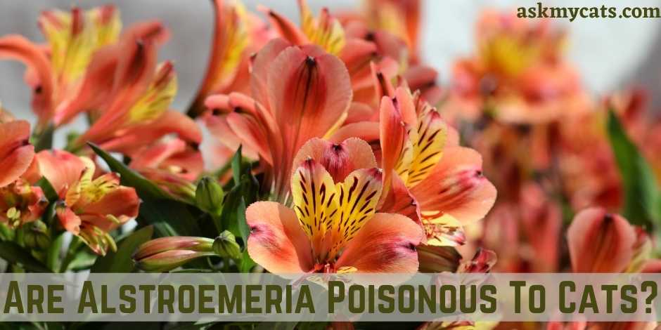 Are Alstroemeria Poisonous To Cats?