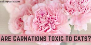 Are Carnations Toxic To Cats? How To Treat Carnation Poisoning in Cats?