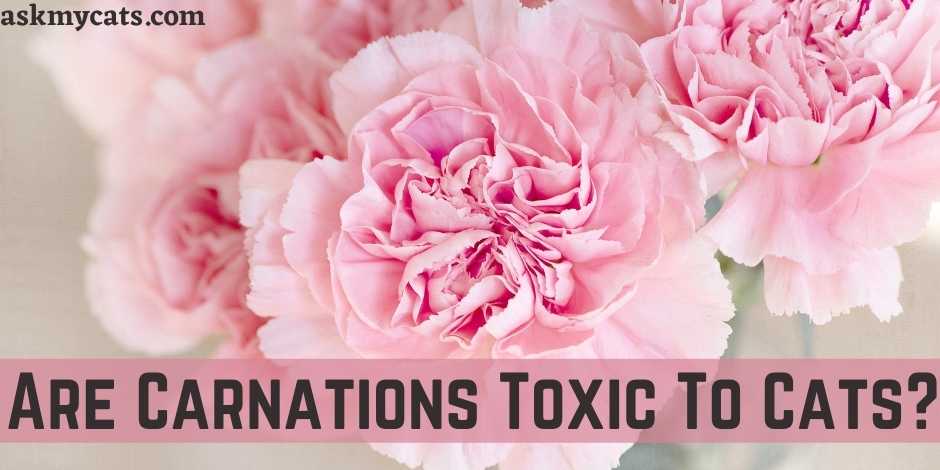 Are Carnations Toxic To Cats?