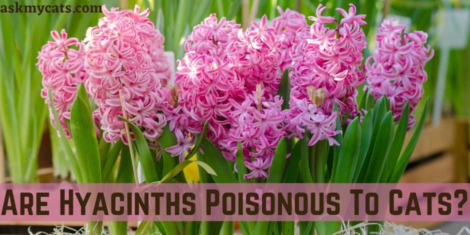 Are Hyacinths Poisonous To Cats?