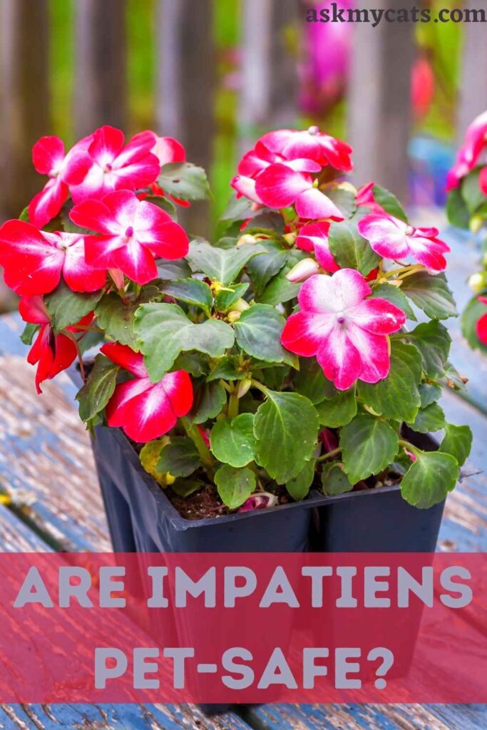 are new guinea impatiens safe for dogs