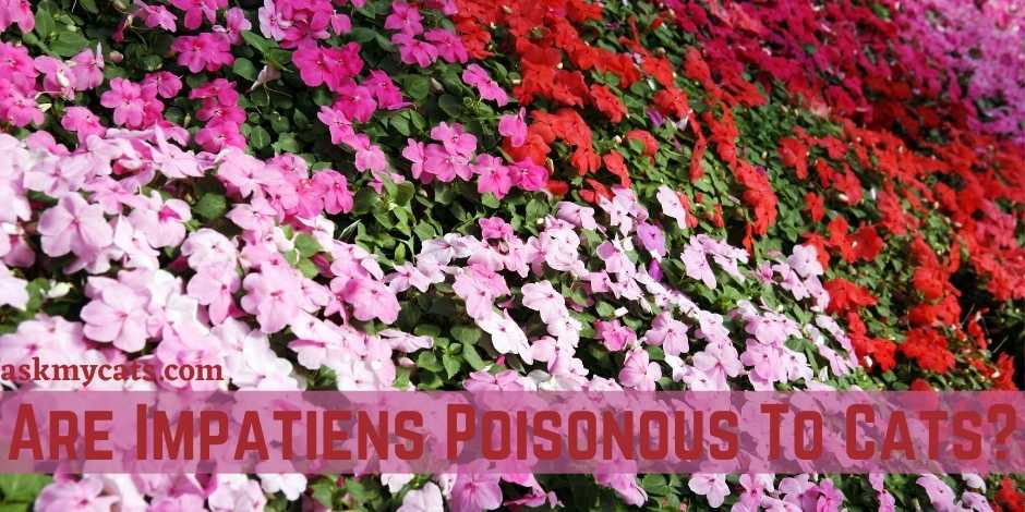 Are Impatiens Poisonous To Cats?