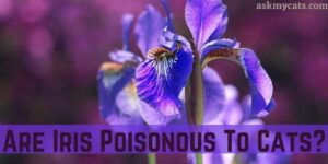 Are Iris Poisonous To Cats? How To Treat Iris Poisoning In Cats?
