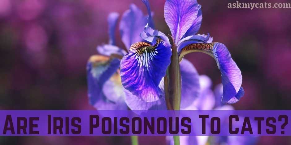 Are Iris Poisonous To Cats?