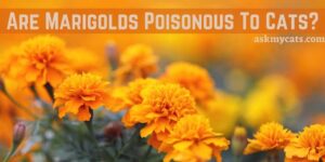 Are Marigolds Poisonous To Cats? What To Do If Cat Ingested Marigolds?