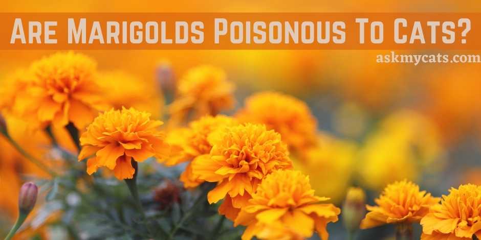 Are Marigolds Poisonous To Cats?