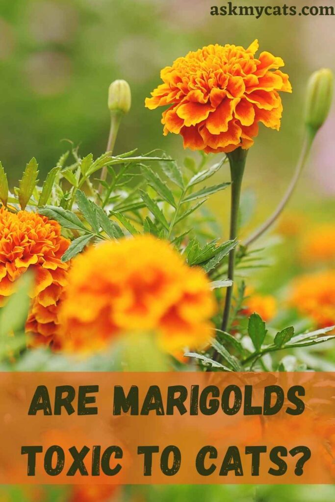 Are marigolds poisonous to 2024 dogs