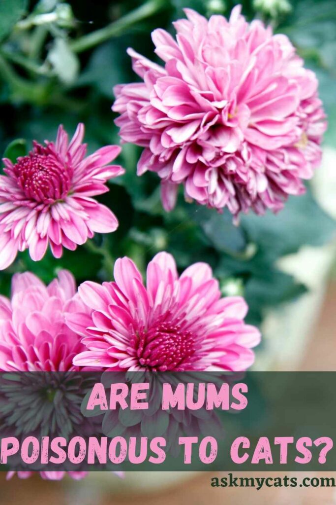 Are Mums Poisonous To Cats?