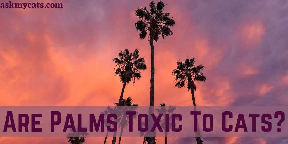 Are Palms Toxic To Cats?