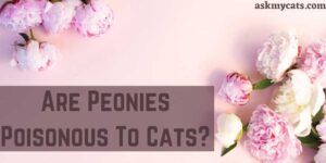 Are Peonies Poisonous To Cats? How To Stop Cats From Eating Peonies?