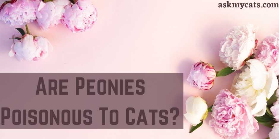 Are Peonies Poisonous To Cats?