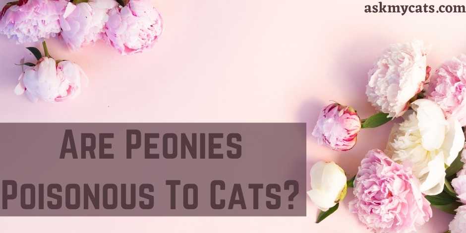 are peonies toxic to cats and dogs