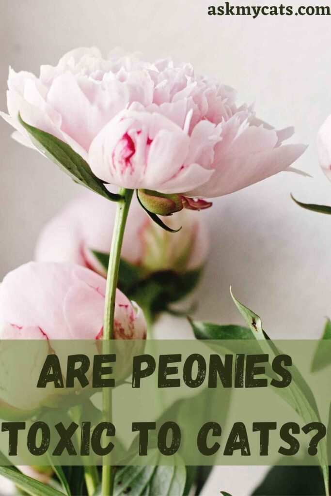 Are Peonies Toxic To Cats?