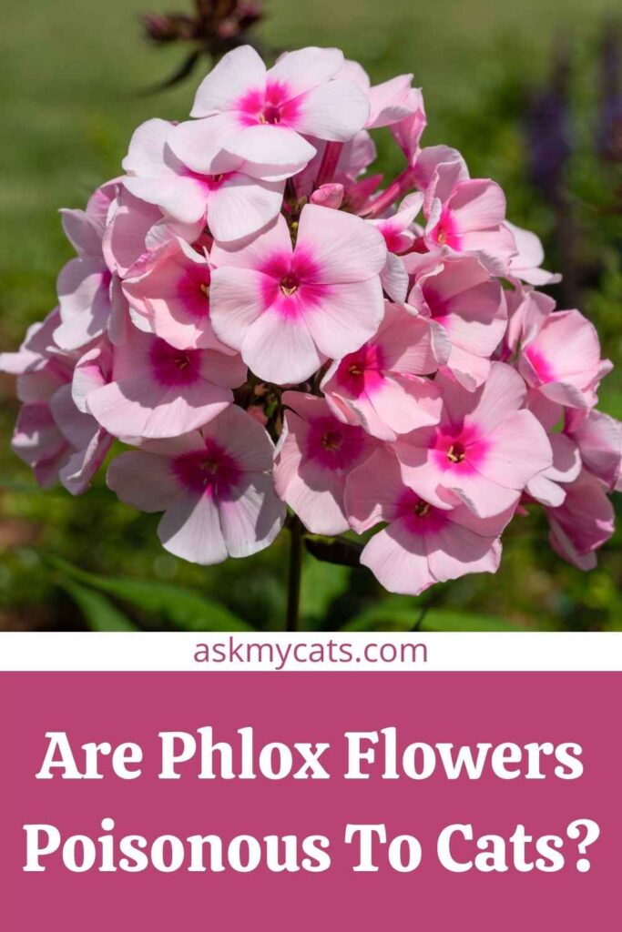 Are Phlox Flowers Poisonous To Cats?