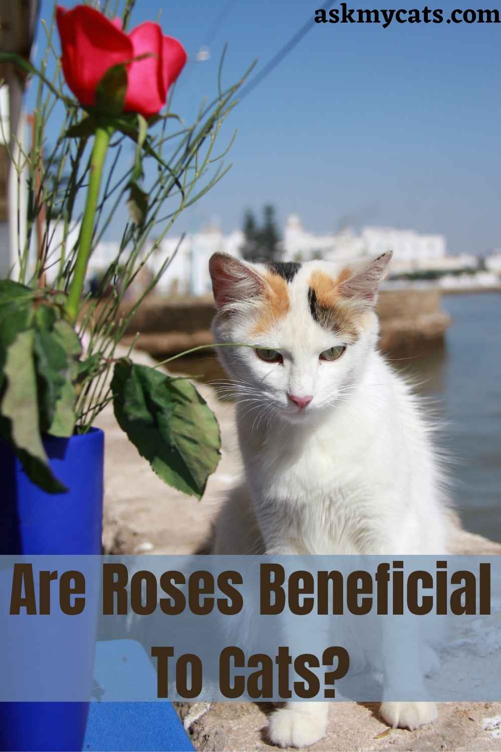 Are Roses Poisonous To Cats? How To Keep Cats Away From Roses?