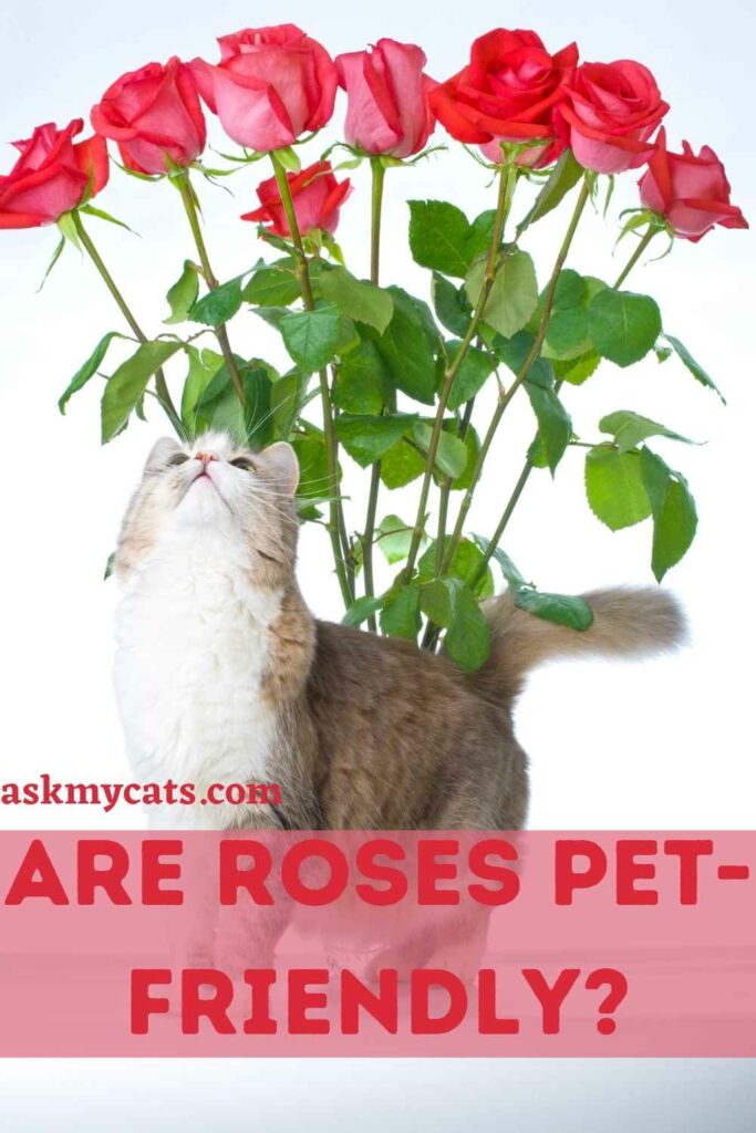 Are Roses Pet-Friendly?