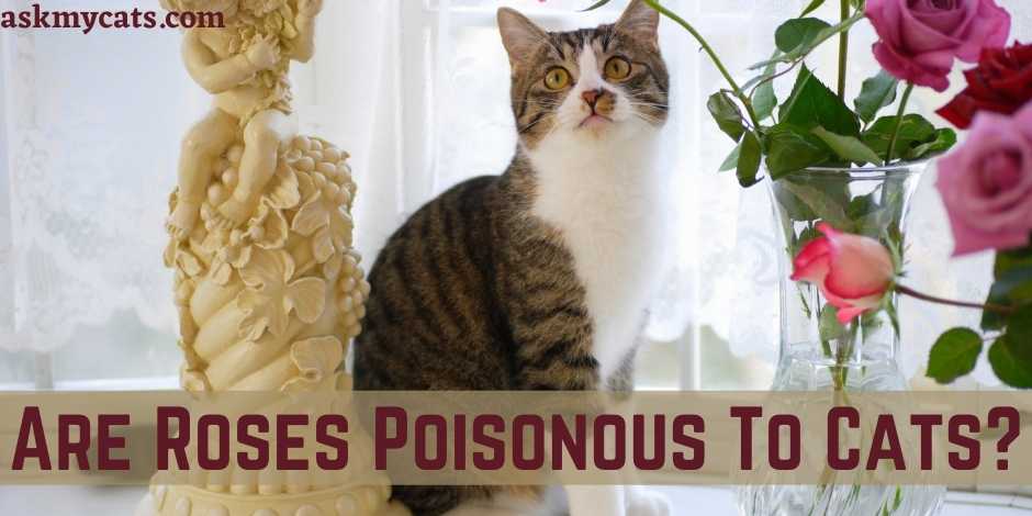 Are Roses Poisonous To Cats?