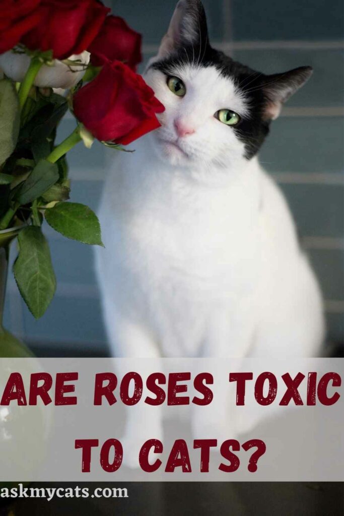 Are Roses Toxic To Cats?