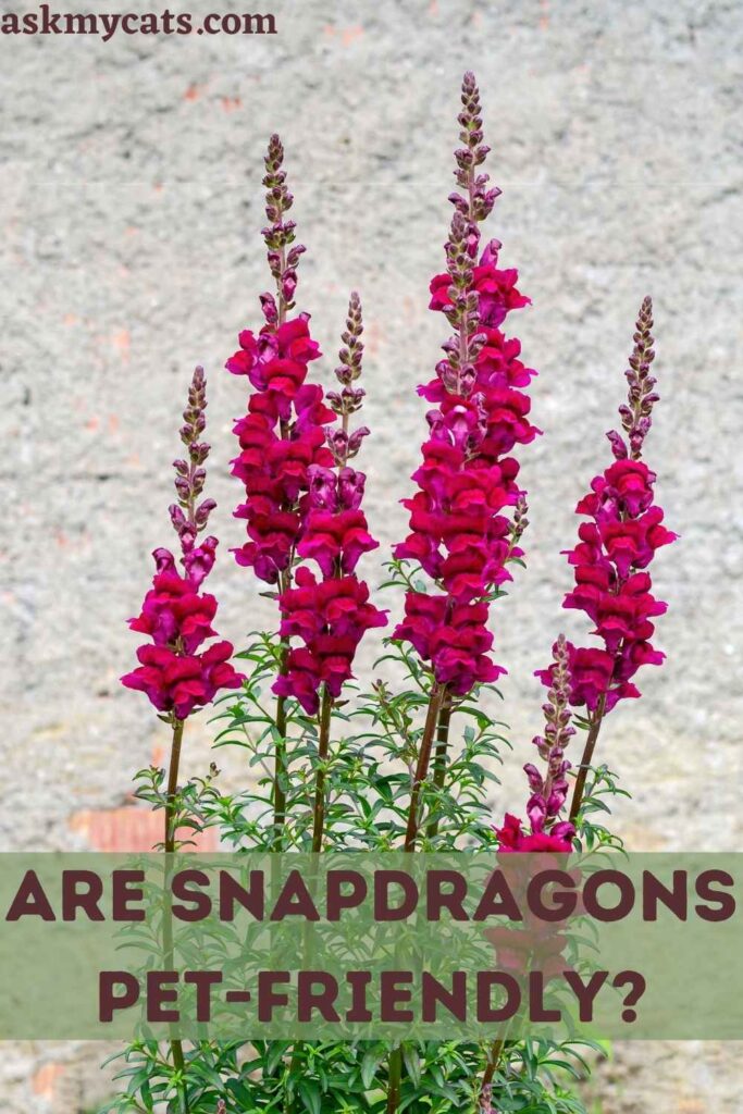 Are Snapdragons Pet-Friendly?