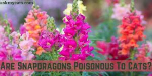Are Snapdragons Poisonous To Cats?