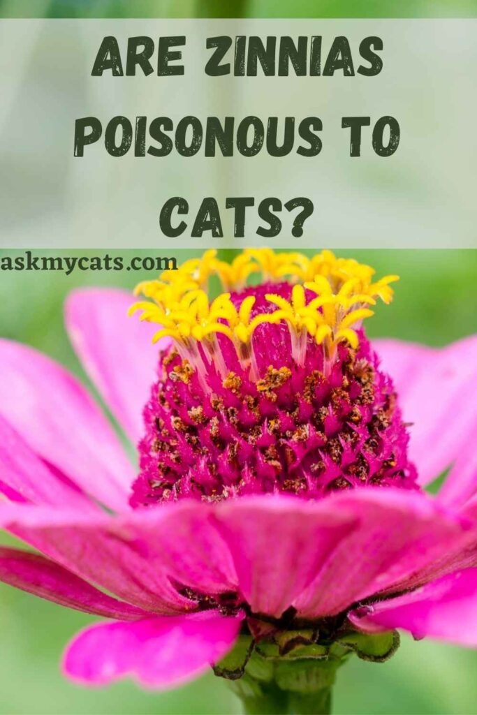 Are Zinnias Poisonous To Cats?