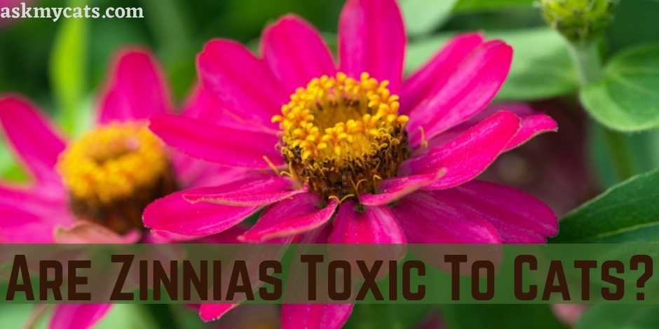 Are Zinnias Toxic To Cats? How To Stop Cats From Eating Zinnias?