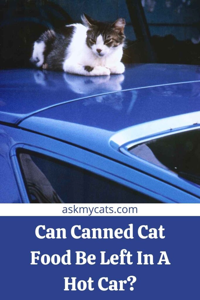 Can Canned Cat Food Be Left In A Hot Car?