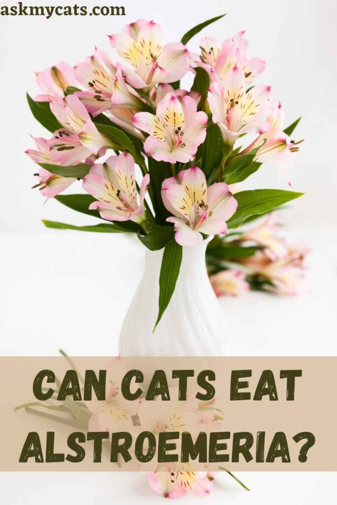 Can Cats Eat Alstroemeria?
