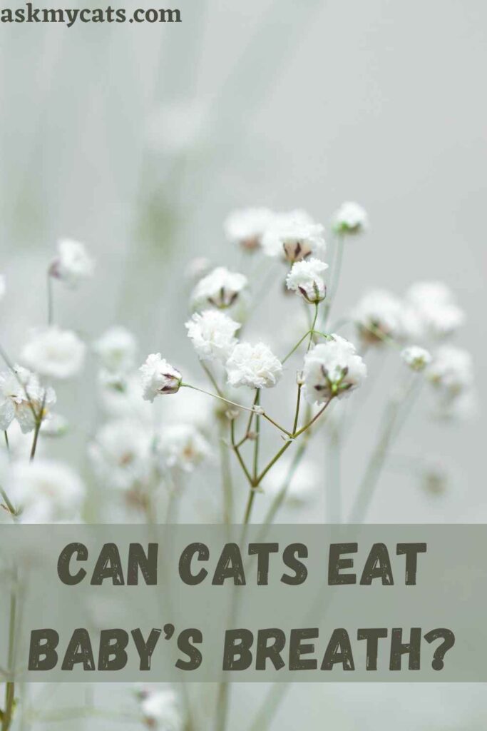 Can Cats Eat Baby’s Breath?