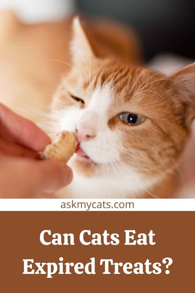 Can Cats Eat Expired Treats?