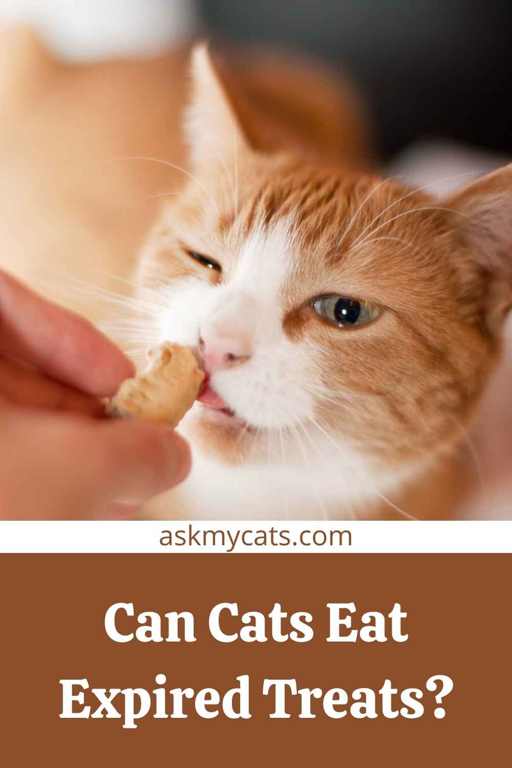 do-cat-treats-expire-are-expired-cat-treats-safe