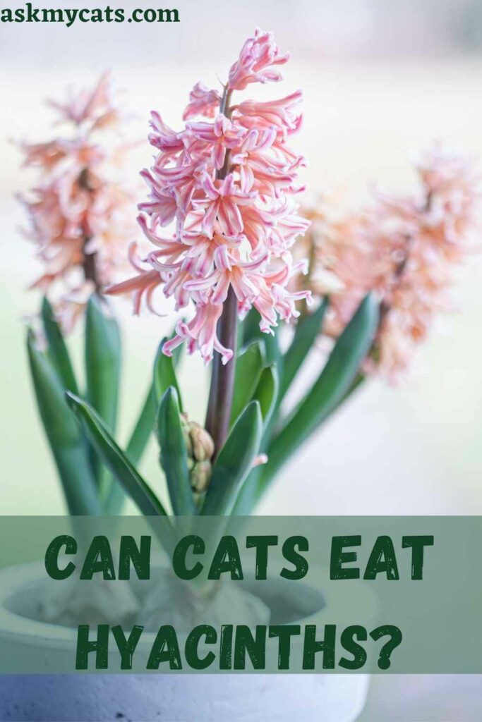 Can Cats Eat Hyacinths?