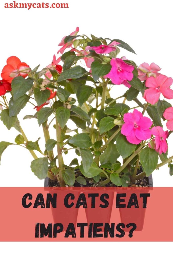 Can Cats Eat Impatiens?